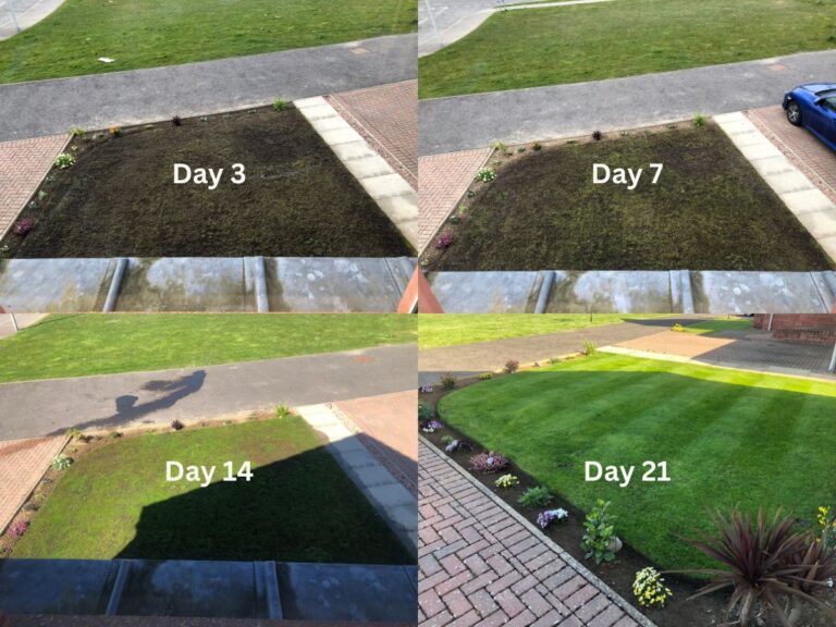 lawn renovation