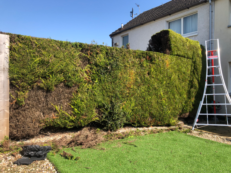 12ft hedge reduction