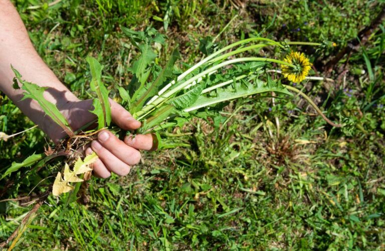 lawn weed control