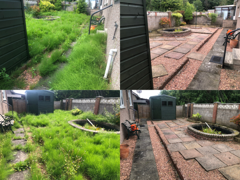 mares tail removal