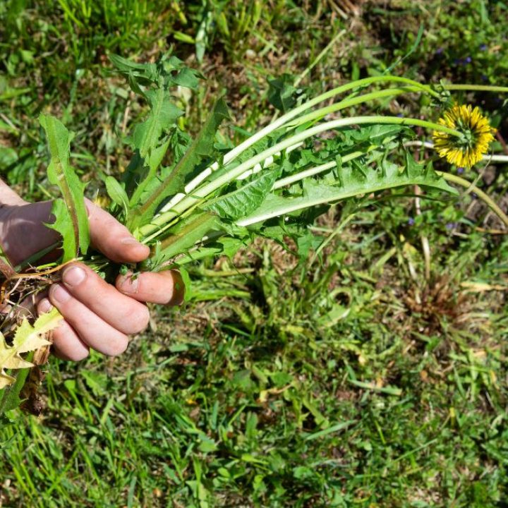 lawn weed control
